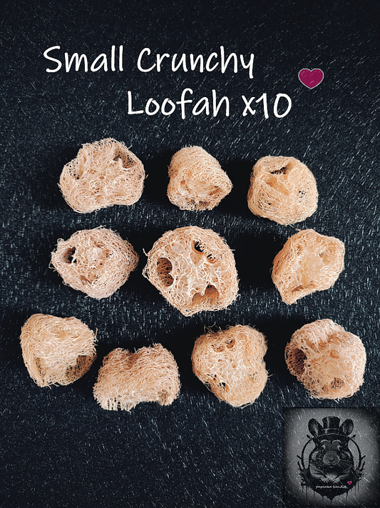 Small Crunchy Loofah x10